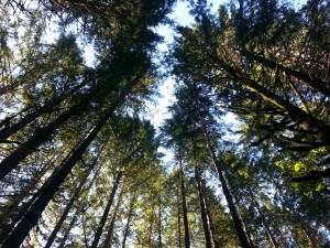 Ceiling of Trees