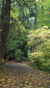 Autumn Path